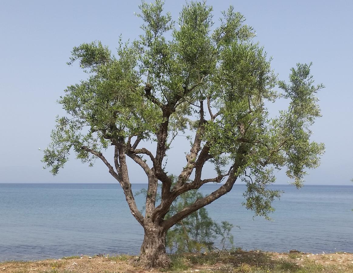 Meli Seaside Villas Chrani Buitenkant foto